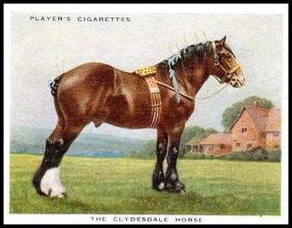 5 The Clydesdale Horse